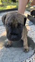 Blake, a male Boerboel for sale in Dover, DE – 2 of 5