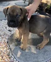 Bruno, a male Boerboel for sale in Dover, DE – 4 of 6