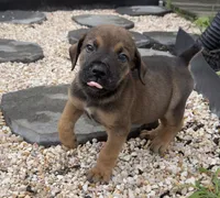 Reese, a male Boerboel for sale in Dover, DE – 6 of 8