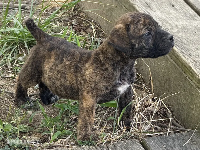 Blake – Boerboel puppy for sale in Dover, DE