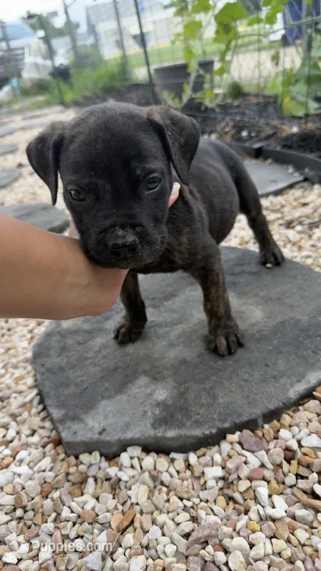 Onyx – Boerboel puppy for sale in Dover, DE