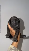 Onyx, a male Boerboel for sale in Dover, DE – 3 of 8
