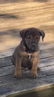 Reese, a male Boerboel for sale in Dover, DE – 4 of 8