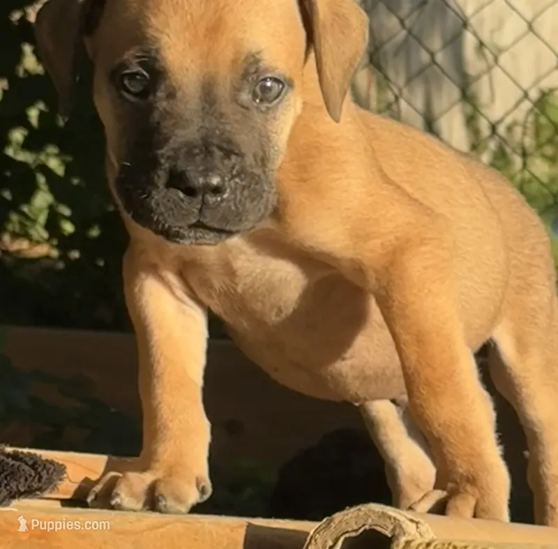 Bowser – Boerboel puppy for sale in Dover, DE