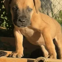 Bowser, a male Boerboel for sale in Dover, DE – 1 of 7
