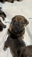 Reese, a male Boerboel for sale in Dover, DE – 3 of 8