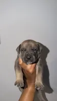 Blue, a male Boerboel for sale in Dover, DE – 2 of 7