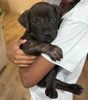 Onyx, a male Boerboel for sale in Dover, DE – 6 of 8