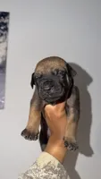 Bronx, a female Boerboel for sale in Dover, DE – 2 of 6