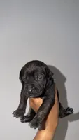 Onyx, a male Boerboel for sale in Dover, DE – 5 of 8