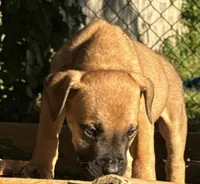Bowser, a male Boerboel for sale in Dover, DE – 2 of 7
