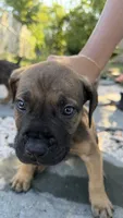 Bruno, a male Boerboel for sale in Dover, DE – 6 of 6