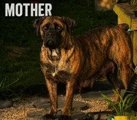 Bruno, a male Boerboel for sale in Dover, DE – 5 of 6