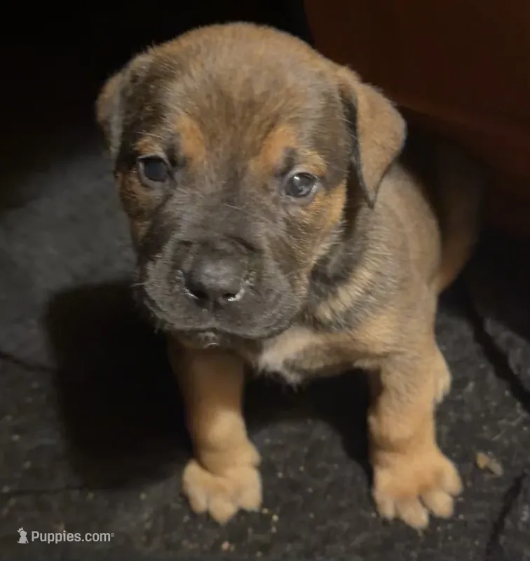 Reese – Boerboel puppy for sale in Dover, DE