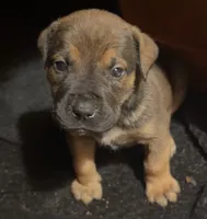 Reese, a male Boerboel for sale in Dover, DE – 1 of 8