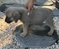Blue, a male Boerboel for sale in Dover, DE – 3 of 7