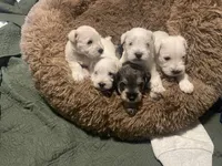 Leo, a male Miniature Schnauzer for sale in Hudson, WI – 3 of 3