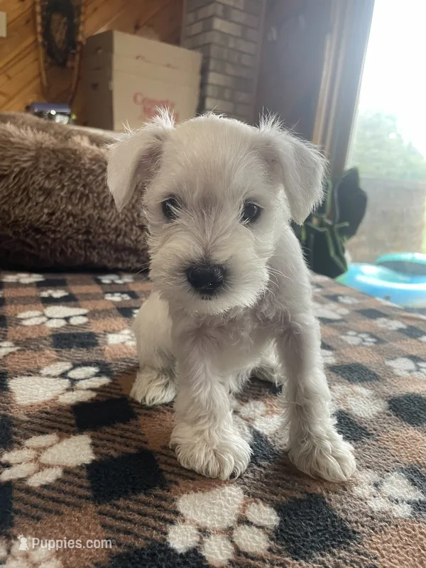 Tamon – Miniature Schnauzer puppy for sale in Hudson, WI