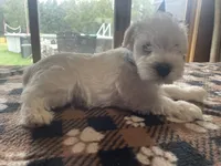 Simba, a male Miniature Schnauzer for sale in Hudson, WI – 3 of 5