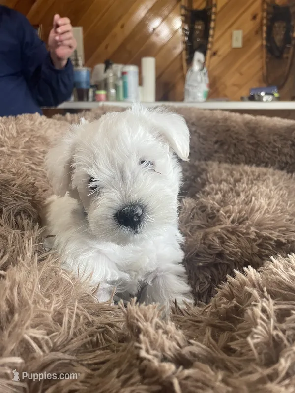 Pumba – Miniature Schnauzer puppy for sale in Hudson, WI