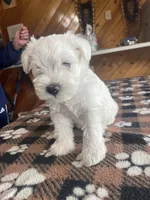 Simba, a male Miniature Schnauzer for sale in Hudson, WI – 4 of 5
