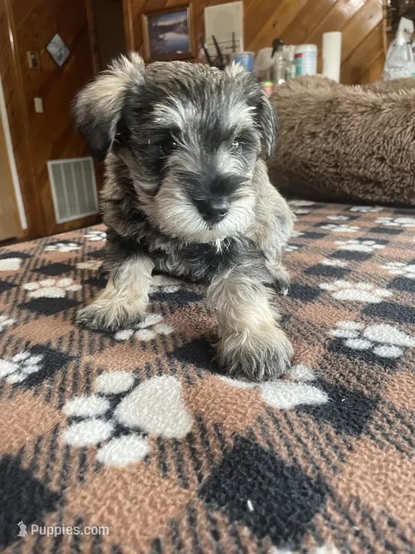 Leo – Miniature Schnauzer puppy for sale in Hudson, WI