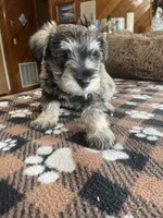 Leo, a male Miniature Schnauzer for sale in Hudson, WI – 1 of 3