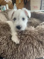 Pumba, a male Miniature Schnauzer for sale in Hudson, WI – 2 of 3