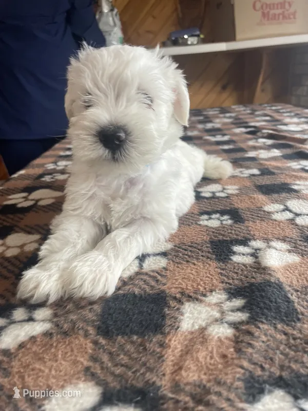 Simba – Miniature Schnauzer puppy for sale in Hudson, WI