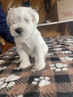 Simba, a male Miniature Schnauzer for sale in Hudson, WI – 2 of 5