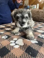 Leo, a male Miniature Schnauzer for sale in Hudson, WI – 2 of 3