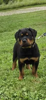 Dozer, a male Rottweiler for sale in Athens, OH – 2 of 4