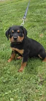 Hoodie, a male Rottweiler for sale in Athens, OH – 4 of 4