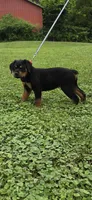 Hoodie, a male Rottweiler for sale in Athens, OH – 2 of 4