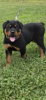 Dozer, a male Rottweiler for sale in Athens, OH – 4 of 4