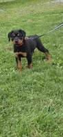 Hoodie, a male Rottweiler for sale in Athens, OH – 3 of 4