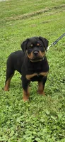 Dozer, a male Rottweiler for sale in Athens, OH – 1 of 4