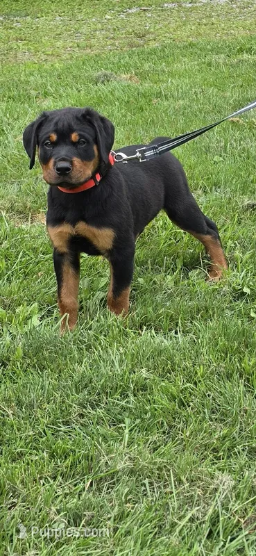 Hoodie – Rottweiler puppy for sale in Athens, OH