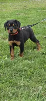 Hoodie, a male Rottweiler for sale in Athens, OH – 1 of 4
