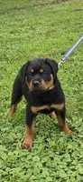 Dozer, a male Rottweiler for sale in Athens, OH – 3 of 4