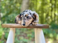 Heidi, a female Miniature Dachshund for sale in Newnan, GA – 5 of 5