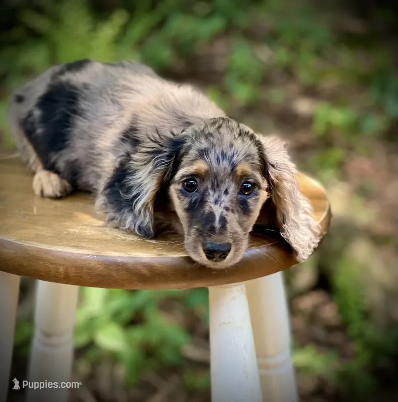 Bruno – Miniature Dachshund puppy for sale in Newnan, GA
