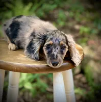 Bruno, a male Miniature Dachshund for sale in Newnan, GA – 1 of 3