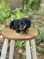 Molly, a female Miniature Dachshund for sale in Newnan, GA – 4 of 5