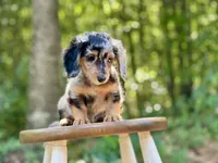 Heidi, a female Miniature Dachshund for sale in Newnan, GA – 3 of 5