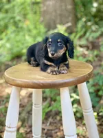 Molly, a female Miniature Dachshund for sale in Newnan, GA – 2 of 5
