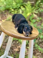 Molly, a female Miniature Dachshund for sale in Newnan, GA – 3 of 5