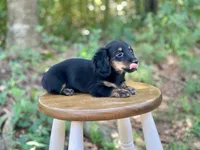 Molly, a female Miniature Dachshund for sale in Newnan, GA – 5 of 5