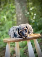 Bruno, a male Miniature Dachshund for sale in Newnan, GA – 2 of 3