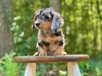 Heidi, a female Miniature Dachshund for sale in Newnan, GA – 4 of 5